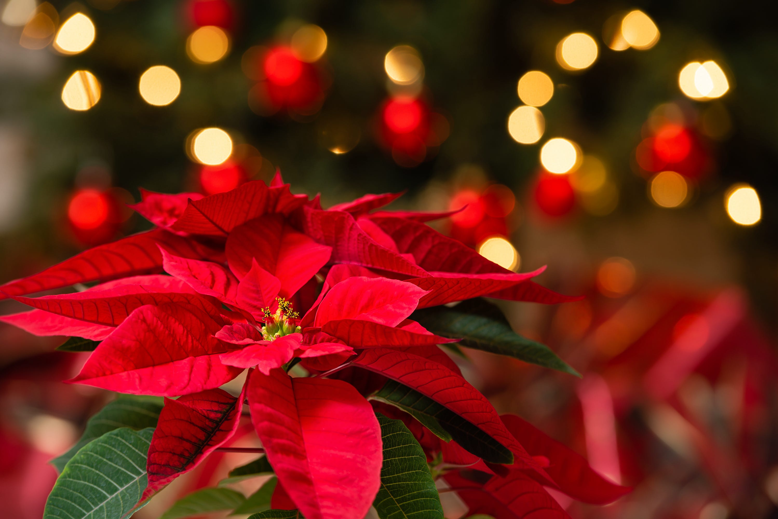 Natal di Spanyol: Tradisi Unik yang Disebut Nochebuena